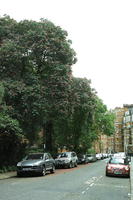 day, England, eye level view, London, overcast, spring, street, The United Kingdom, treeline, urban, vegetation