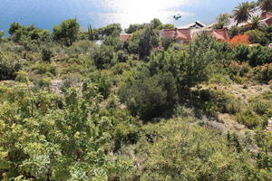 autumn, bright, bush, Croatia, day, Dubrovacko-Neretvanska, Dubrovnik, elevated, natural light, shrubland, sunny, tree