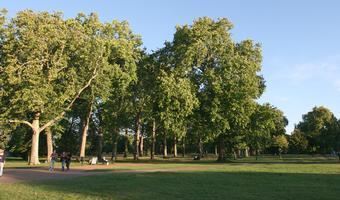 afternoon, broad-leaf tree, broad-leaved tree, day, England, eye level view, grass, London, park, summer, sunny, The United Kingdom