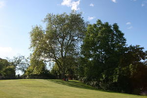 broad-leaf tree, broad-leaved tree, day, England, eye level view, grass, London, park, summer, sunny, The United Kingdom