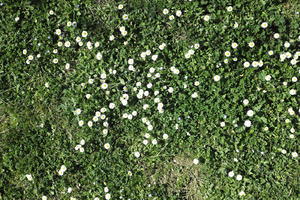 day, grass, sunny, texture