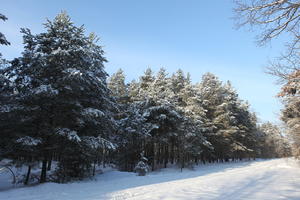 afternoon, bright, coniferous, day, eye level view, Poland, snow, sunny, tree, Wielkopolskie, winter, woodland