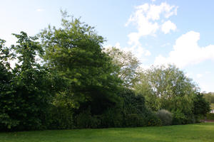 broad-leaf tree, broad-leaved tree, day, England, eye level view, grass, London, park, shrubbery, summer, sunny, The United Kingdom