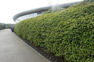 autumn, bush, day, diffuse, diffused light, Eden Project, England, eye level view, garden, hedge, path, shrub, The United Kingdom