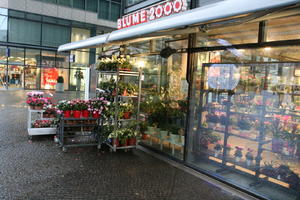 artificial lighting, Berlin, Berlin, day, Deutschland, eye level view, flower, retail, vegetation