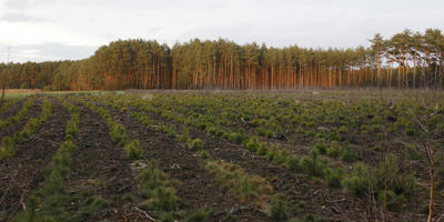 afternoon, day, diffuse, diffused light, eye level view, field, Kopanica, Poland, treeline, Wielkopolskie, winter