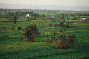 dusk, East Timor, Egypt, Egypt, elevated, palm, vegetation