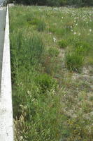 Croatia, day, diffuse, diffused light, eye level view, grassland, kerb, natural light, Sibensko-Kninska, summer, Vodice