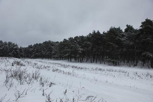 eye level view, forest, overcast, Poland, snow, track, tree, Wielkopolskie, winter, Wolsztyn