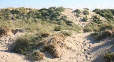 beach, Belgium, day, dunes, eye level view, grass, summer, sunny