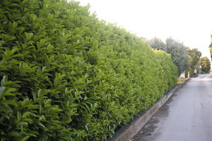 cloudy, Croatia, day, diffused light, eye level view, hedge, natural light, Splitsko-Dalmatinska, spring, Sukosan