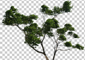 broad-leaf tree, broad-leaved tree, cutout, cutout trees, day, eye level view, summer, sunny