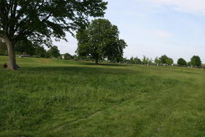 broad-leaf tree, broad-leaved tree, day, England, eye level view, grass, London, park, summer, sunny, The United Kingdom