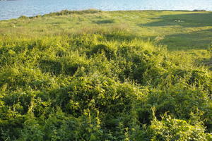 Croatia, day, eye level view, shrubland, Splitsko-Dalmatinska, spring, Sukosan, sunny