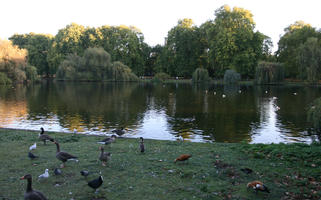 afternoon, autumn, bird, day, England, eye level view, geese, lake, London, park, pidgeons, shady, sunny, The United Kingdom, treeline