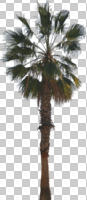 cutout, cutout plants, day, direct sunlight, evergreen, eye level view, Mexican fan palm, Mexican washingtonia, natural light, noon, palm, sunny, tree, Washingtonia robusta, winter