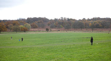 afternoon, autumn, cloudy, day, deciduous, eye level view, grass, open space, outdoors, park, tree, treeline, vegetation