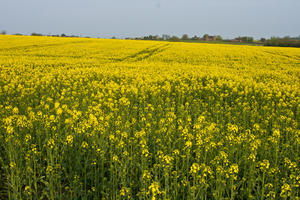 ambient light, Brassica napus, day, England, eye level view, field, flower, flower field, open space, rapeseed, spring, The United Kingdom, vegetation