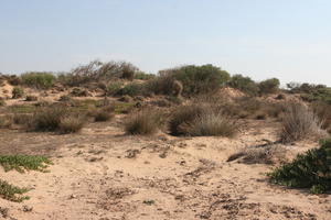 autumn, bush, day, desert, direct sunlight, Essaouira, eye level view, Morocco, natural light, sunlight, sunny, sunshine, vegetation