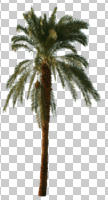 cutout, cutout plants, cutout trees, day, eye level view, palm, Phoenix canariensis, summer, sunny