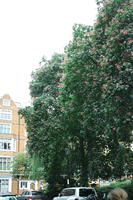 day, England, eye level view, London, overcast, spring, street, The United Kingdom, tree, urban