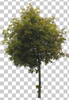 broad-leaf tree, broad-leaved tree, cutout, cutout trees, day, diffuse, diffused light, eye level view, maple, summer