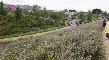 day, elevated, England, eye level view, flower, flower field, London, park, summer, sunny, The United Kingdom