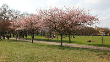 alley, blooming, blossom, day, deciduous, England, eye level view, grass, group, kids, London, park, people, picnicking, sporty, spring, sunny, The United Kingdom, tree