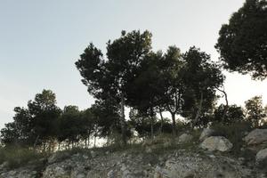 Alicante, below, dusk, silhouette, Spain, tree, Valenciana, vegetation