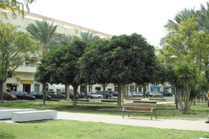 bench, day, eye level view, Orihuela, park, Spain, sunny, tree, Valenciana