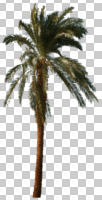 cutout, cutout plants, cutout trees, day, eye level view, palm, Phoenix canariensis, summer, sunny