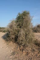 autumn, bush, day, desert, direct sunlight, Essaouira, eye level view, Morocco, natural light, sunlight, sunny, sunshine, vegetation