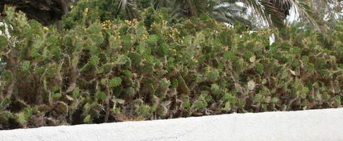 cactus, Canarias, day, diffuse, diffused light, evergreen, eye level view, Spain, succulent plant, summer