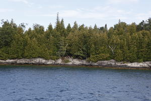 broad-leaf tree, broad-leaved tree, Canada, coniferous, day, diffuse, diffused light, eye level view, natural light, Ontario, seascape, summer, Tobermory, tree, treeline, woodland