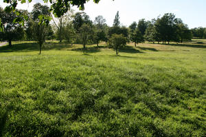 broad-leaf tree, broad-leaved tree, day, England, eye level view, grass, London, park, summer, sunny, The United Kingdom