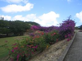 Barbados, day, eye level view, flower, garden, grass, plant, vegetation