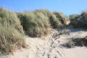 beach, Belgium, day, dunes, eye level view, grass, summer, sunny