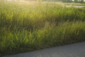 afternoon, crop, day, eye level view, field, Italia , summer, sunny