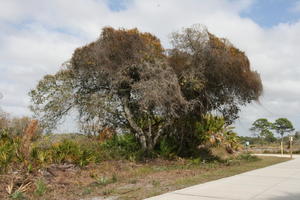 day, eye level view, Florida, The United States, tree, vegetation, winter