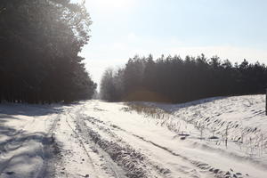 afternoon, bright, coniferous, day, eye level view, Poland, road, snow, sunny, tree, Wielkopolskie, winter, woodland