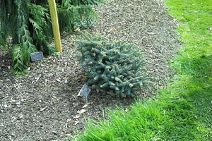 above, bush, day, England, garden, natural light, park, plant, The United Kingdom, Woking