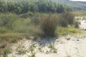 Croatia, day, eye level view, grass, Ljubac, shrub, summer, sunny, Zadarska