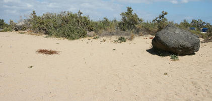 Canarias, day, direct sunlight, dunes, eye level view, Las Palmas, shrub, Spain, spring, sunny