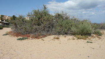 Canarias, day, direct sunlight, dunes, eye level view, Las Palmas, shrub, Spain, spring, sunny