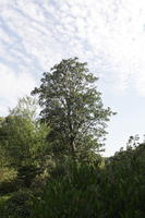 below, broad-leaf tree, broad-leaved tree, day, direct sunlight, England, London, park, summer, sunny, The United Kingdom, tree