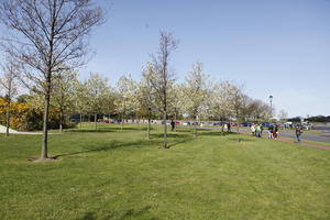 afternoon, blossom, day, Edinburgh, eye level view, grass, natural light, Scotland, spring, The United Kingdom, tree