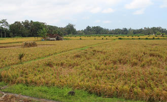 Bali, crop, day, eye level view, field, Indonesia, plant, summer, sunny