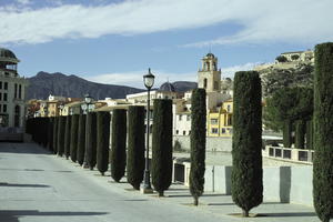 day, evergreen, eye level view, Orihuela, Spain, street, sunny, Valenciana, vegetation