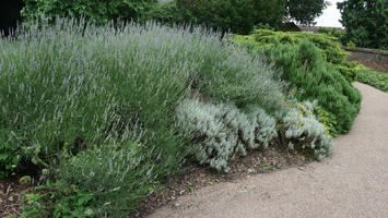 bush, cloudy, day, diffuse, diffused light, England, eye level view, flowered bush, garden, lavander, shrub, St Albans, summer, The United Kingdom