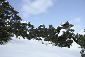 below, coniferous, day, diffuse, diffused light, evergreen, France, Greolieres, hill, Provence Alpes Cote D